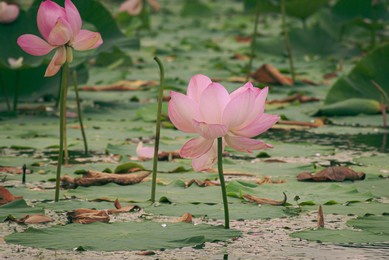 blurred background. lotus. lotus flower.
