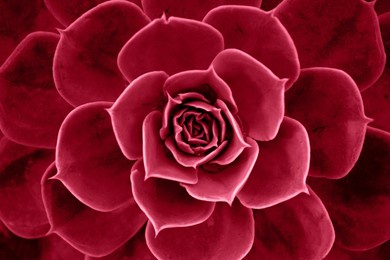 close up of viva magenta cactus. fractal cactus leaves. viva magenta background. succulent plant patterns. details of a succulent leaves. succulent bloom