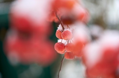 ripe red snow covered apples on an ornamental apple tree in early winter