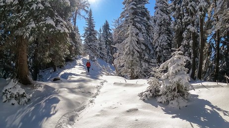 front view of woman snow shoe hiking through fir tree forest after heavy snowfall in bad bleiberg, carinthia, austria, europe. trail leading to kobesnock. hanging tree branches in winter wonderland