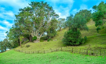 sheep on the hill going home