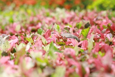 spring field  with blue sky and clouds background