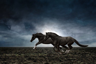 couple black horses running through plowed field in stormy weather