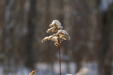 nature background with dry goldenrod flower. dry plant in winter day.