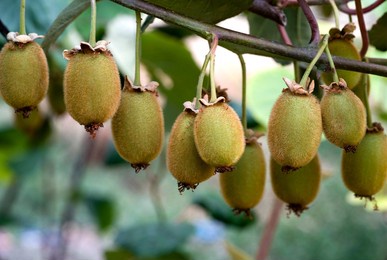 果中之王维c之王羊桃茅梨奇异果猕猴桃