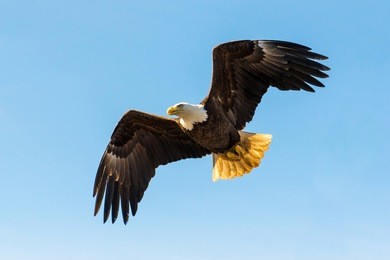 north american bald eagle in mid flight, hunting for food along river waters and wilderness trees