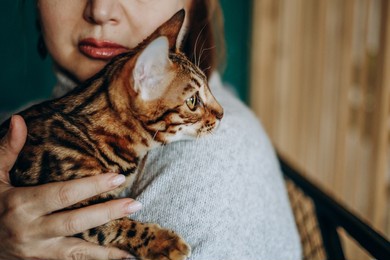 a woman tenderly holds her pet bengal cat in her hands. favorite pet in hand. love for pets.