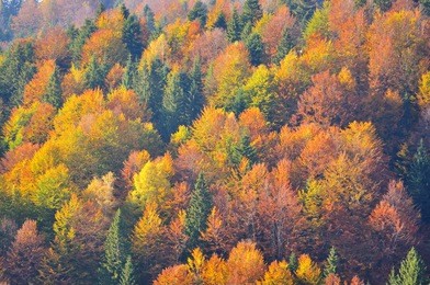 aerial view of autumn forest.