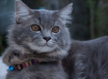 gray fluffy cat