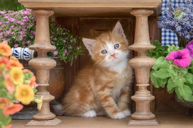 
cute red-tabby-white baby cat kitten with beautiful blue eyes sitting in an ancient wooden lathed cupboard with flowers and watching curiously     