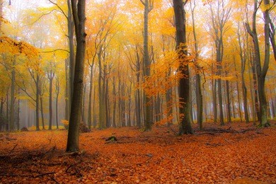 beech forest in the damp autumn 