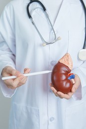 doctor holding anatomical kidney adrenal gland model. disease of urinary system and stones, cancer, world kidney day, chronic kidney, urology, nephritis, renal and transplant concept