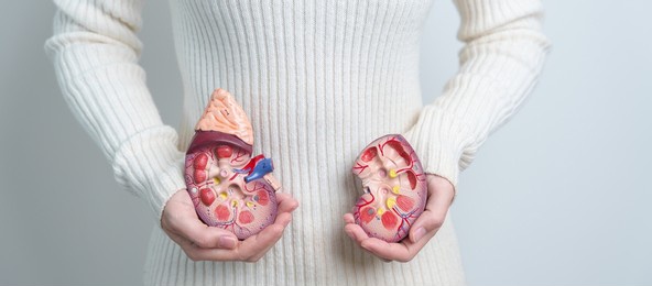 woman holding anatomical human kidney adrenal gland model. disease of urinary system and stones, cancer, world kidney day, chronic kidney and organ donor day concept