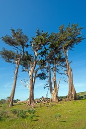 monterey cypress on a wind swept hill in point reyes national seashore in california