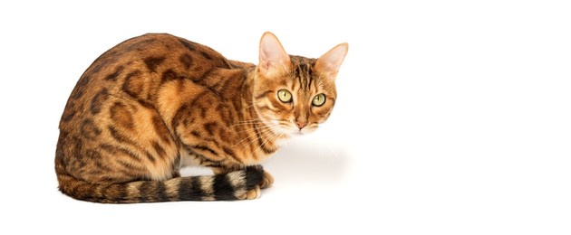 bengal cat on white background sits sideways, looks aside.