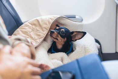 dog in the aircraft cabin near the window during the flight, concept of travelling and moving with pets, small black dog sitting in the pet carrier bag, travel or relocation with dog by airplane