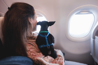 dog in the aircraft cabin near the window during the flight, concept of travelling and moving with pets, small black dog sitting in the pet carrier bag, travel or relocation with dog by airplane