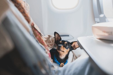 dog in the aircraft cabin near the window during the flight, concept of travelling and moving with pets, small black dog sitting in the pet carrier bag, travel or relocation with dog by airplane