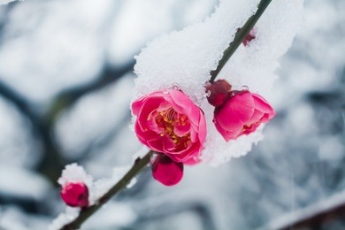 japanese plum blossoms in the snow