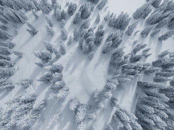an aerial shot of evergreen trees covered in snow in a beautiful winter forest, top view