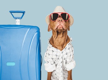 cute brown puppy and and a blue travel suitcase. travel preparation and planning. close-up, indoors. studio photo, isolated background. concept of recreation, travel and tourism. pet care