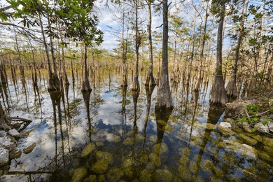 bald cypress trees reflecting in the water in a florida swamp on a warm summer day