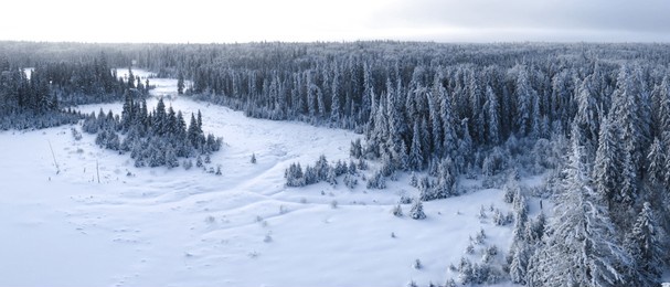 aerial view of a winter forest scene with snow covered spruce trees and a large snow covered meadow.
