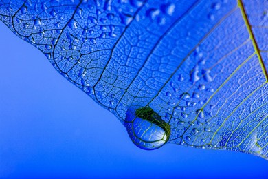 dewy leaf skeleton texture, leaf background with veins and cells - macro photography