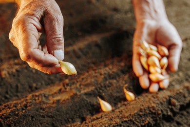 this striking close-up features the hands of a seasoned farmer holding a handful of carefully-selected seeds. the selective focus on the seeds creates a sense of depth and texture,