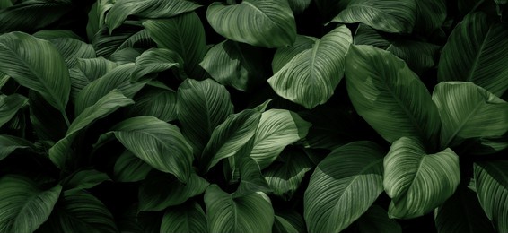 dark green leaves in the park background image