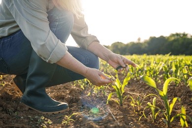 woman farmer examining corn plant seedling in field. spring gardening. agricultural activity