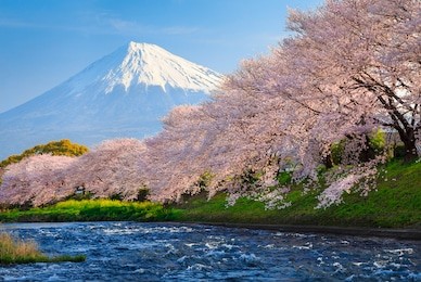 cherry blossoms or sakura and mountain fuji at the river in the morning