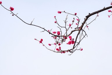 red plum blossoms in early spring