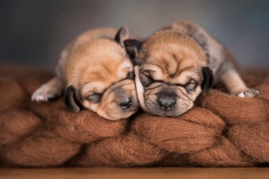 dogs sleeps on a blanket