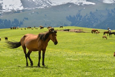 qiongkushtai in xinjiang, a small kazakh village which has a vast grassland and leisurely horses and sheep.