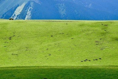 qiongkushtai in xinjiang, a small kazakh village which has a vast grassland and leisurely horses and sheep.