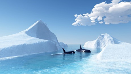 whales swim in the ocean and iceberg
