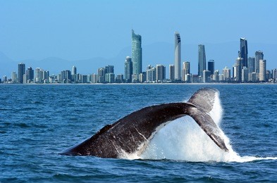 the tail of a humpback whale (megaptera novaeangliae) rise above the water against surfers paradise skyline in gold coast queensland australia