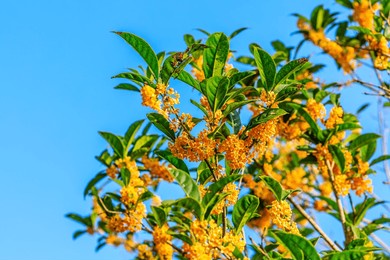 beautiful osmanthus blooms on the osmanthus tree