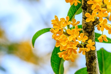 beautiful osmanthus blooms on the osmanthus tree
