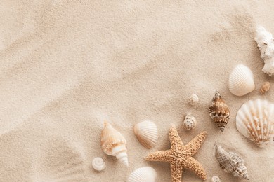 top view of a sandy beach with collection of seashells and starfish as natural textured background for aesthetic summer design