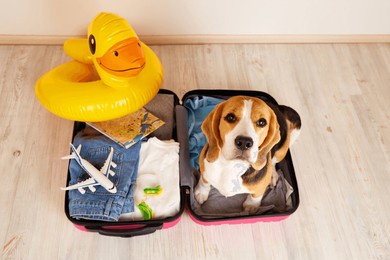 a beagle dog at a suitcase with things and a swimming inflatable duckling for a summer vacation at sea. top view.