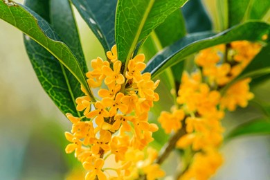 yellow osmanthus flower bloom in autumn garden