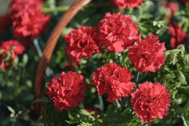 closeup photography of carnations flowers with red petals, green leaves inside of teh basket. beautiful bright sunny spring day. natural background