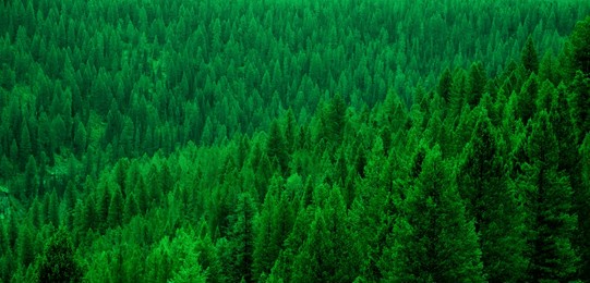 forest of pine trees in wilderness mountains landscape details