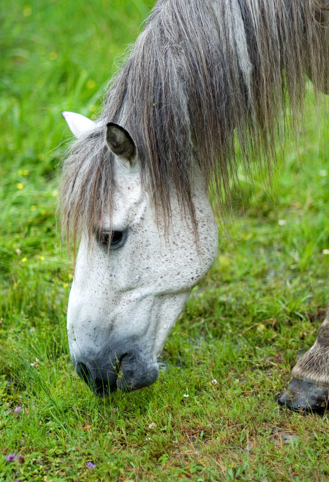 portrait of a white horse eating the grass on the pasture