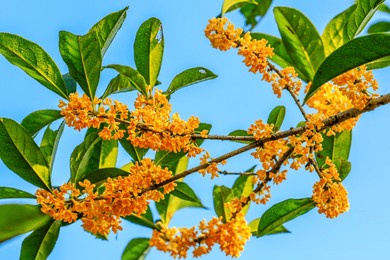 beautiful osmanthus blooms on the osmanthus tree