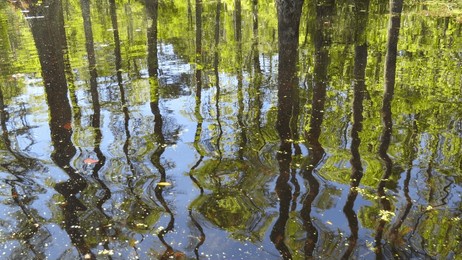 beautiful reflections in water of cypress swamp; moncks corner, south carolina.