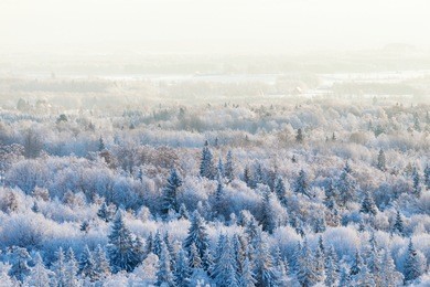 aerial view of a winter woods snowy tree branch in a view of the winter forest 