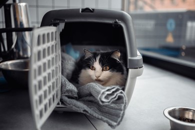 a beautiful cat in a portable cage. high quality photo
